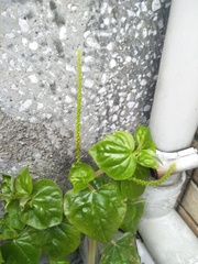 Peperomia pellucida