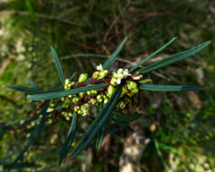 Pimelea axiflora axiflora