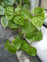 Peperomia pellucida