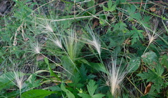 Hordeum jubatum