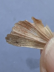 Amphipyra pyramidea