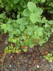 Spiraea beauverdiana