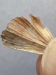 Amphipyra pyramidea