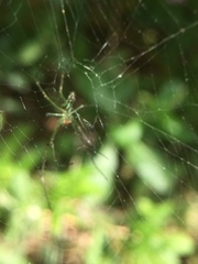 Leucauge