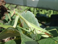 Tenodera sinensis