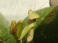 Tenodera sinensis