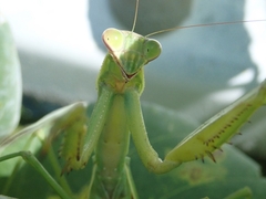Tenodera sinensis