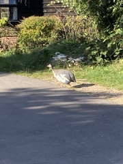 Numida meleagris domesticus
