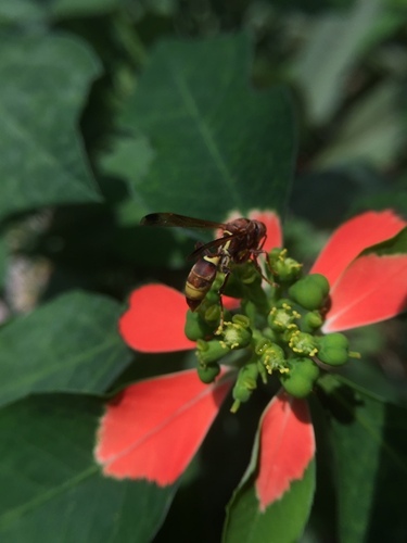 Tropical Paper Wasp