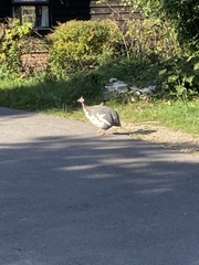 Numida meleagris domesticus