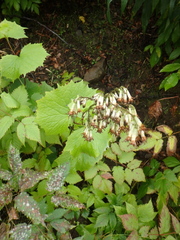 Parasenecio kamtschaticus