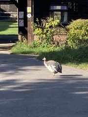 Numida meleagris domesticus