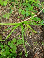 Carex sylvatica
