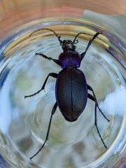 Carabus problematicus