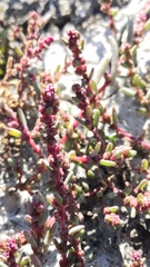 Suaeda prostrata