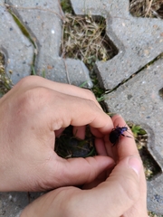 Carabus problematicus