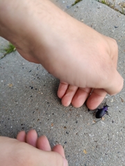 Carabus problematicus