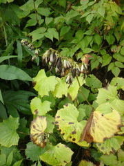 Parasenecio kamtschaticus