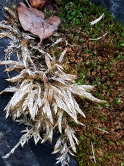 Brachythecium albicans