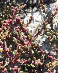 Suaeda prostrata