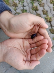 Carabus problematicus