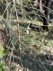 Casuarina glauca