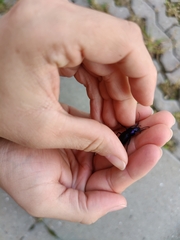 Carabus problematicus