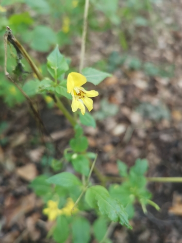 Image of Impatiens edgeworthii by (c) renaradelt, some rights reserved (CC BY)