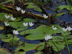 Nymphoides indica