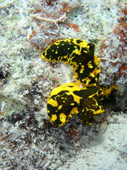 Notodoris gardineri