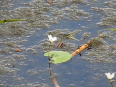 Nymphoides indica