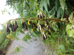 Parasenecio kamtschaticus