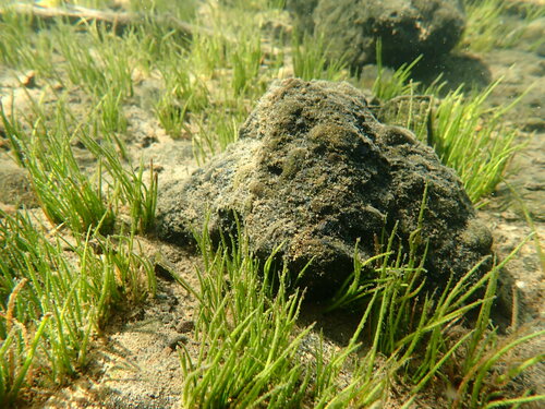 Image of Isoetes occidentalis by (c) Timothy McNitt, some rights reserved (CC BY)
