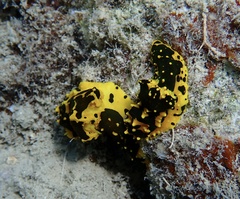 Notodoris gardineri