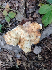 Laetiporus sulphureus