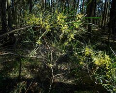 Acacia mucronata