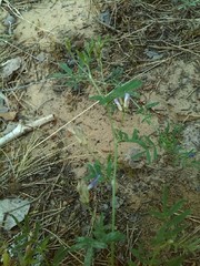 Astragalus arenarius