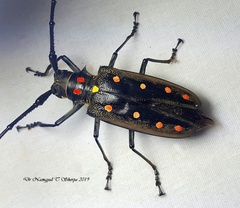Batocera parryi