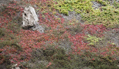 Disphyma crassifolium