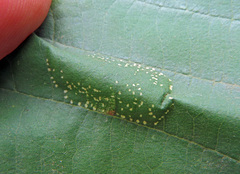 Phyllonorycter klemannella