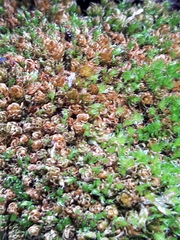 Ptychostomum capillare