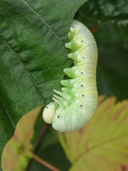 Cimbex femoratus