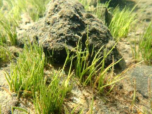 Image of Isoetes occidentalis by (c) Timothy McNitt, some rights reserved (CC BY)