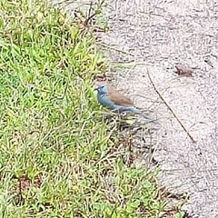 Uraeginthus bengalus