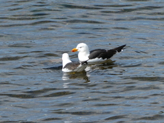 Larus pacificus