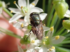 Stomorhina obsoleta