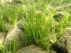 Isoetes occidentalis