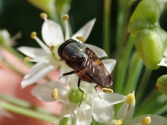 Stomorhina obsoleta