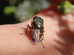 Stomorhina obsoleta