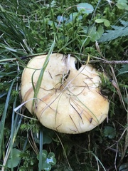Lactarius intermedius